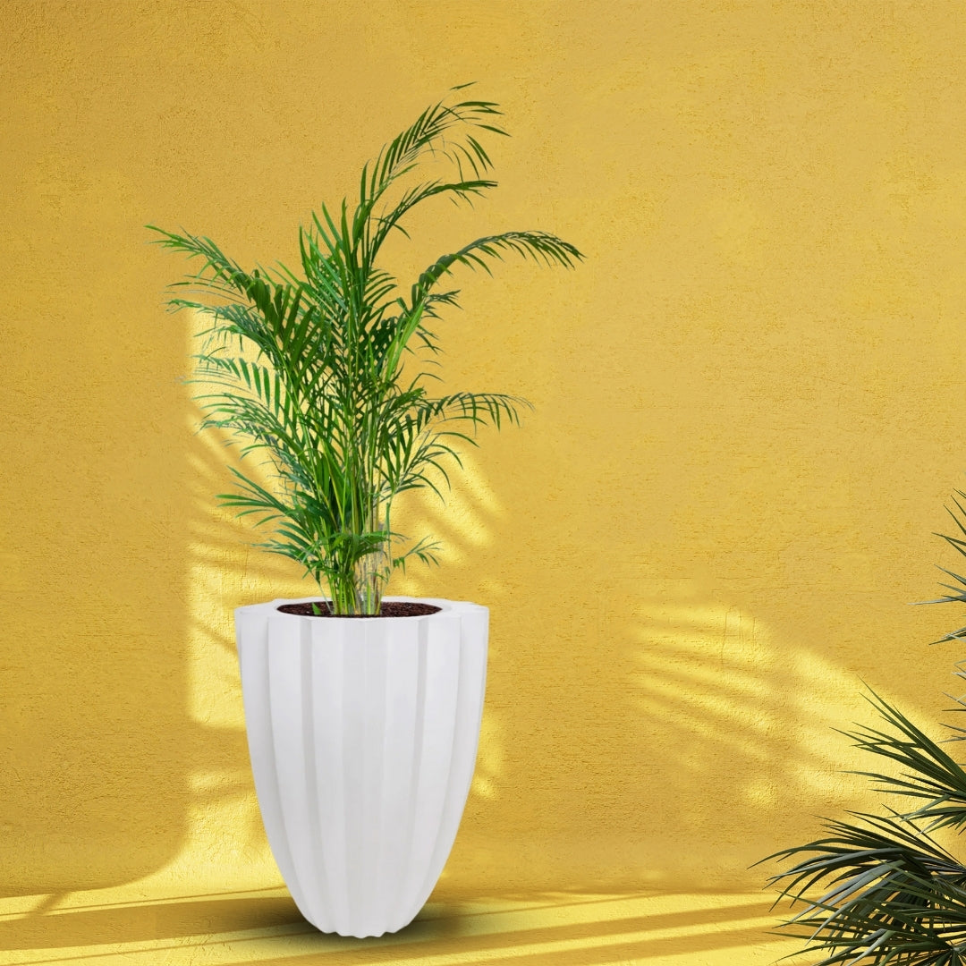 Big Star Pot