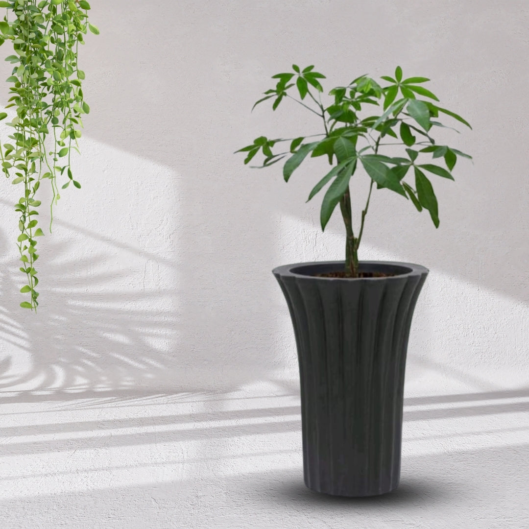 Palm Pot