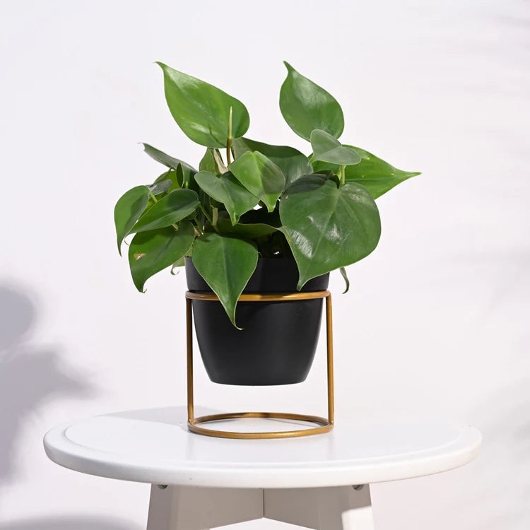 Nvx Planter