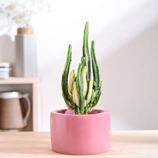 Lilac Stories Bowl Ceramic Planter