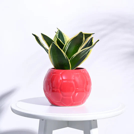 Football Ceramic Pot