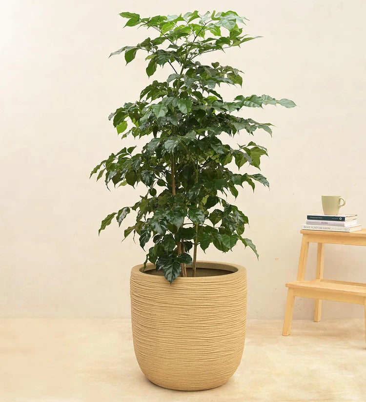 Rib Short Planter