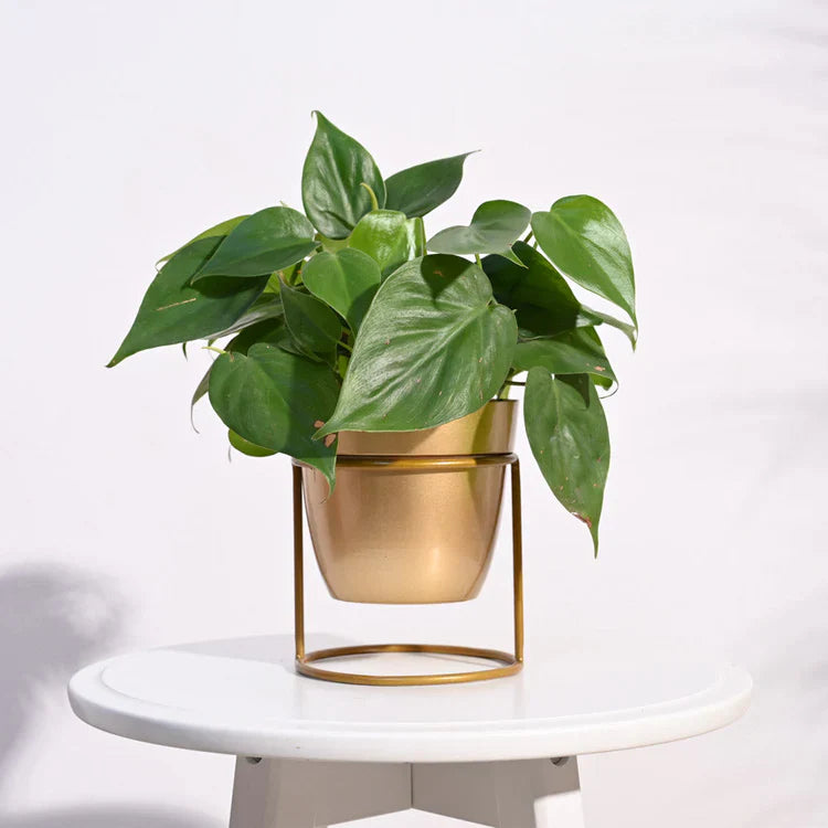 Metallic Pots