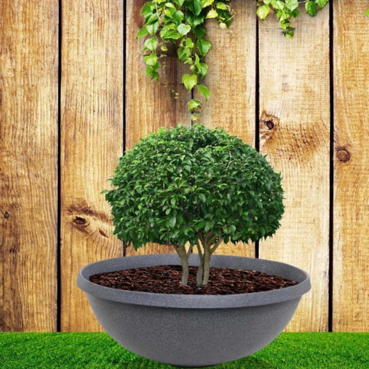 Hyacinth Pot