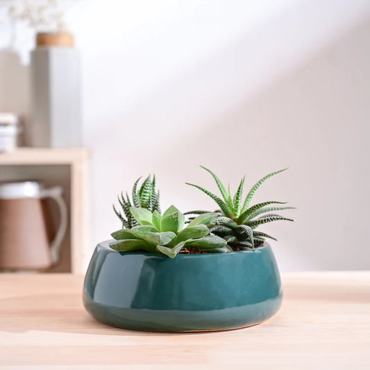 Tulip Fantasy Flat Ceramic Planter