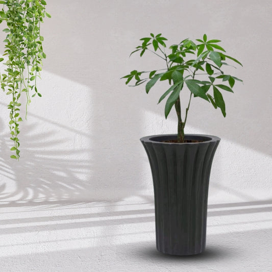Palm Pot