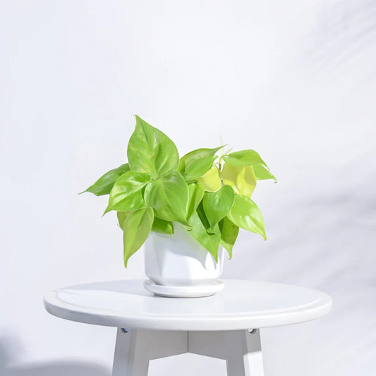 Diamond Ceramic Pot