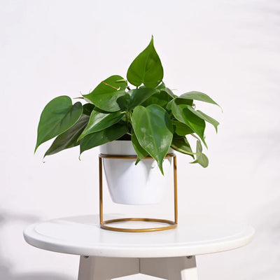 Nvx Planter