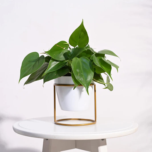 Nvx Planter