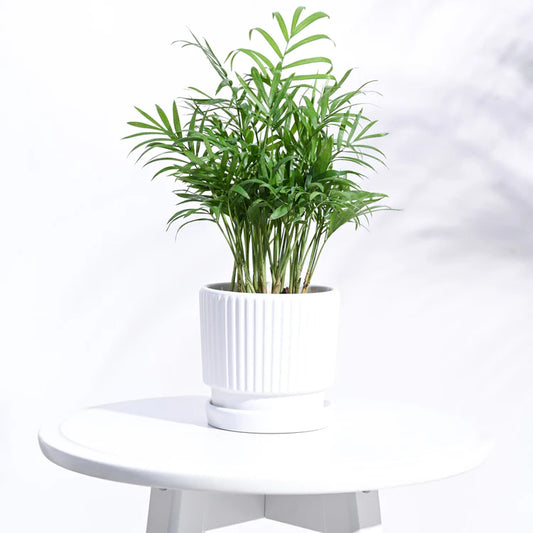 Roma Ceramic Pot