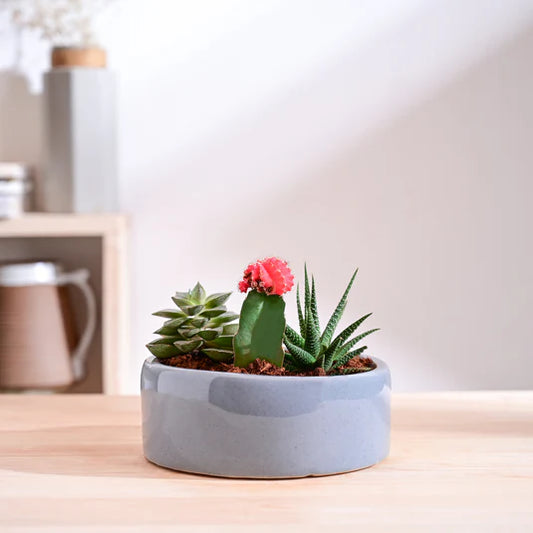 Lilac Stories Flat Ceramic Planter