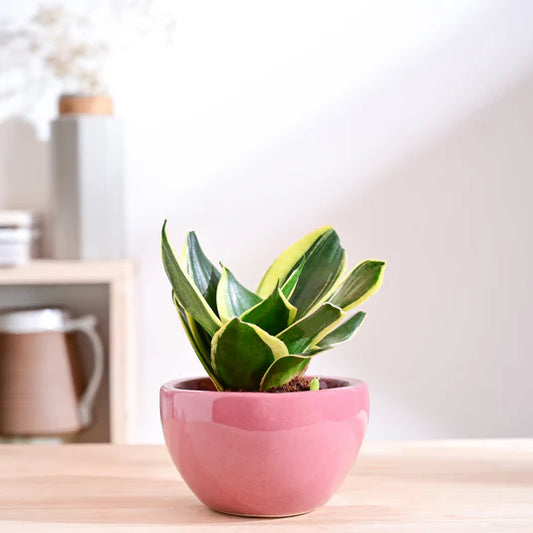 Nature's Hum Fat Ceramic Planter