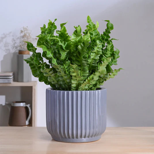 Phoenix Ceramic Pot
