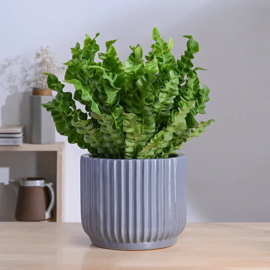 Phoenix Ceramic Pot