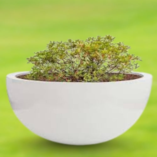 Round Bowl Pot