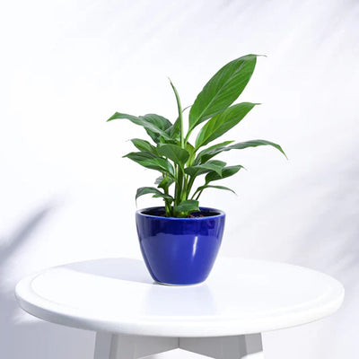 Apple Ceramic Pot