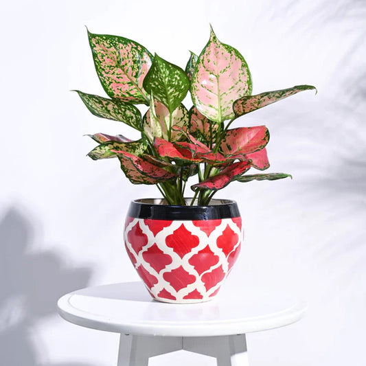 Apple Ceramic Pot 