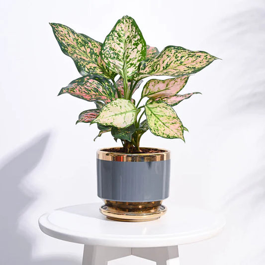 Aurelius Round Ceramic Pot