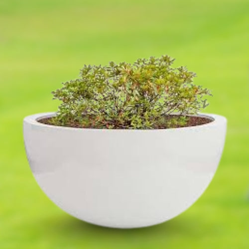  Round Bowl Pot