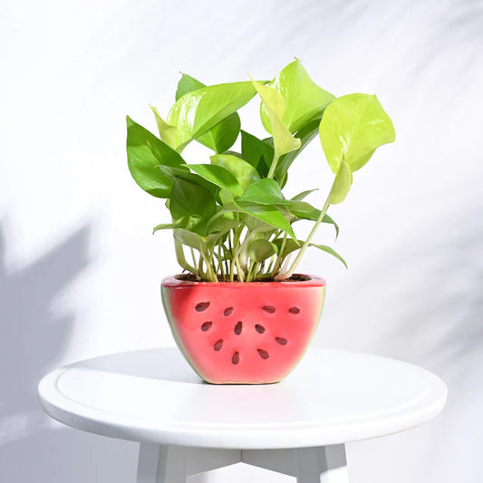 Watermelon Ceramic Planter