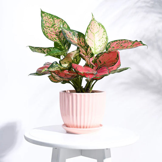 Grail Ceramic Pot