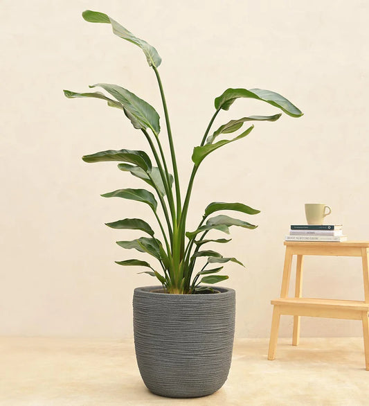 Rib Short Planter
