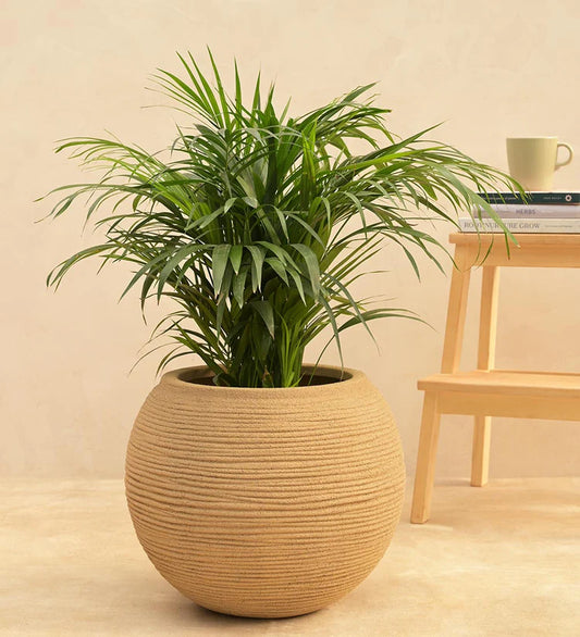 Rib Bowl Planter