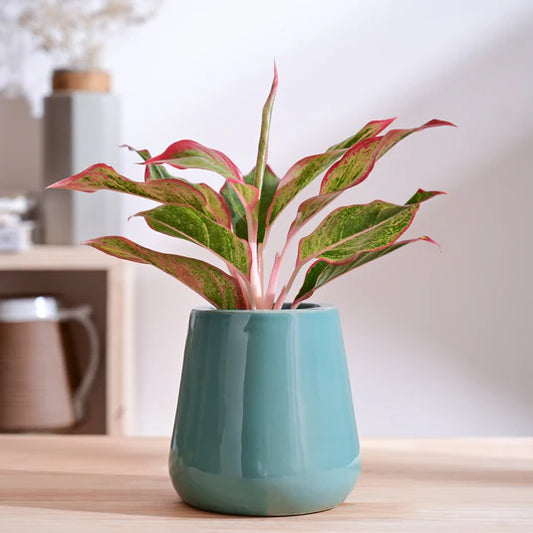 Tulip Fantasy Extra Small Ceramic Planter